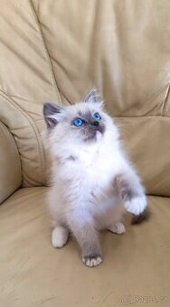Ragdoll s necuchavou srstí