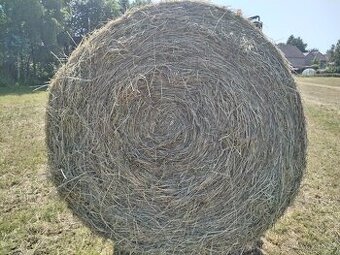 Prodám seno 2025, kulaté balíky průměr 150 cm