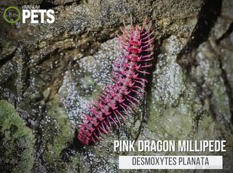 Desmoxytes Planata