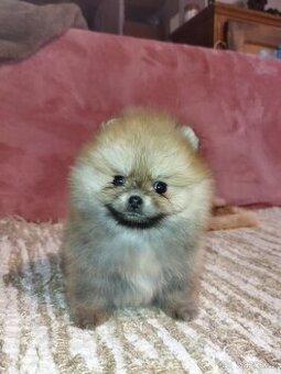 Pomeranian