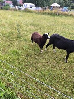 Zwartbles beranci
