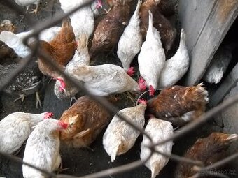 Kuřice leghorn