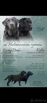 Labradorsky retriver s PP-šteňata