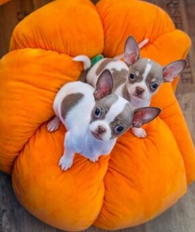 Čivava krátkosrstá s PP