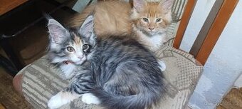 Mainská mývalí koťátka bez PP