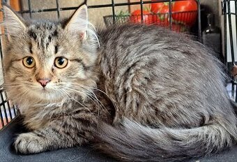 Sibiřská koťátka s průkazem původu