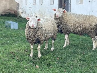 Prodám stádo ovcí Berrichone s berany
