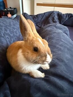 Zakrslý králík