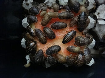 Šváb argentinský Blaptica dubia 3,10 Kč a levněji a zdarma