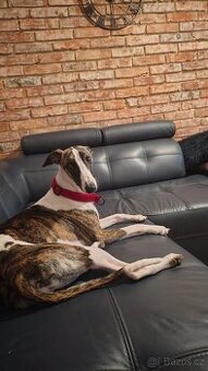 Chart angielski whippet FCI