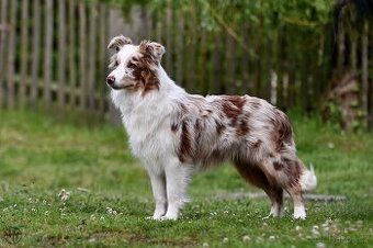 Border kolie - štěňata s PP