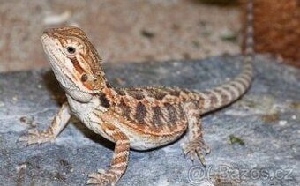 Agama mládě 3 měsíce + terárium 80x40x40 nové. Předání Prah