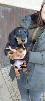 Jezevčík dlouhosrstý standartní s PP