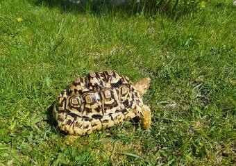 Koupím Želvu Pardalí, Děkuji za nabidky