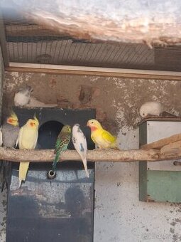 Prodám samečka princesky-alexandřina