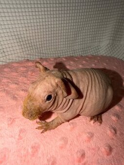 Skinny morče samička s PP