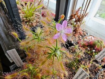 Prodej masožravých rostlin