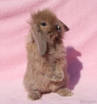 Zakrslí beránci hřívnatý s VP .