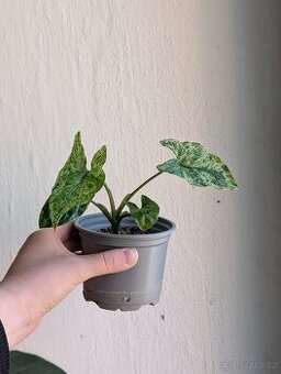 Syngonium Mojito