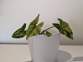Syngonium Mojito