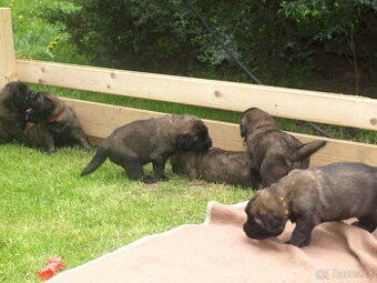 Leonberger - štěňata s PP - 1