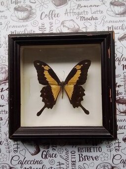 Motýl v rámečku ,Papilio phorcas