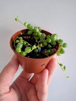 Starček - Senecio rowleyanus