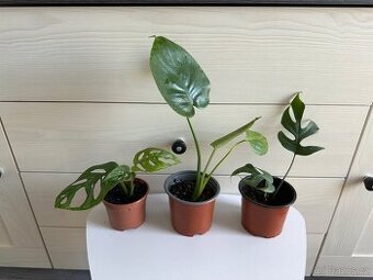 Monstera Monkey, Deliciosa, Minima