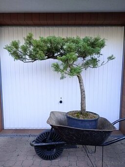 Jalovec čínský (Juniperus chinensis) bonsai