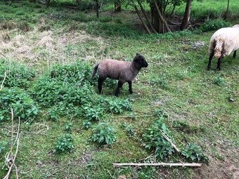 Prodám letošní jehničku suffolk