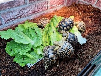 Suchozemská želva pardálí - Stigmochelys pardalis babcocki
