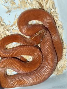 Užovka domácí "africká" - lineatus, černá, Red kenya - 1