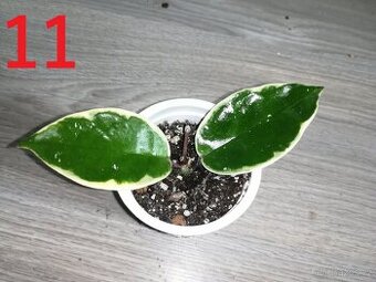 Hoya Krimson Queen