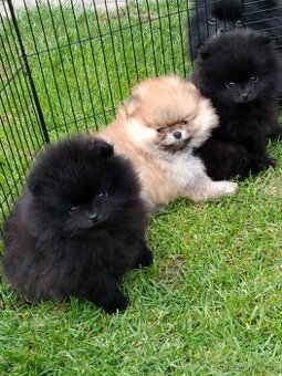 Pomerian s PP