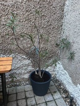 Oleander - 1