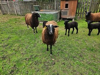 Ovce Zwartbles