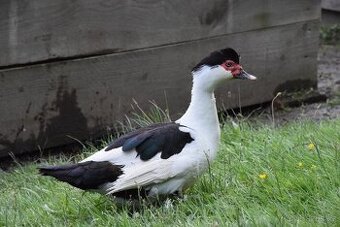 Pižmovky - 1