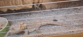 Agama Vousata