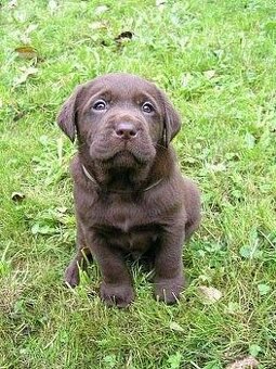 Labradorský retrívr