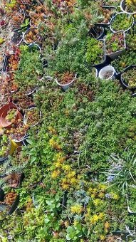 Odolné přebytky ze zahrady - 1