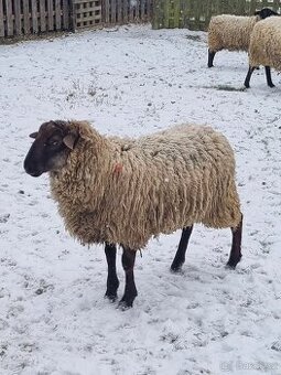 Prodám dva berany kříženci Suffolk a Zwartbles