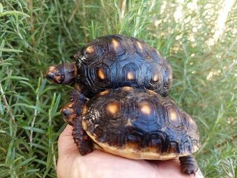 Želva uhlířská, roční želvičky/ Brno -venkov