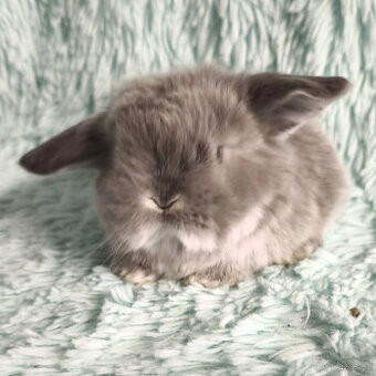 ⭐️ Vánoční ⭐️ Zakrslý beránek 🍀 U4 🍀