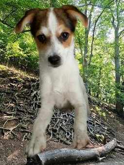 Daruji psa malého vzrůstu ( kříženec Jack Russell teriéra)