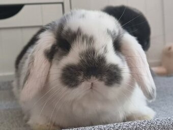 ★Volný Sameček Zakrslý Beránek MiniLop★