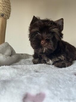 Jorkširský teriér s pp Choco