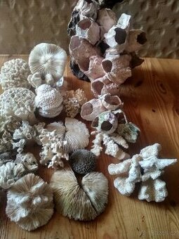 PRAVÉ MOŘSKÉ KORÁLY A KAMENY