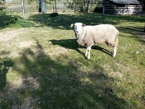 Prodam ovce - 1
