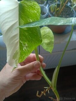 Monstera albo variegata