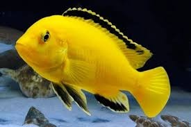 Labidochromis Yellow - 1